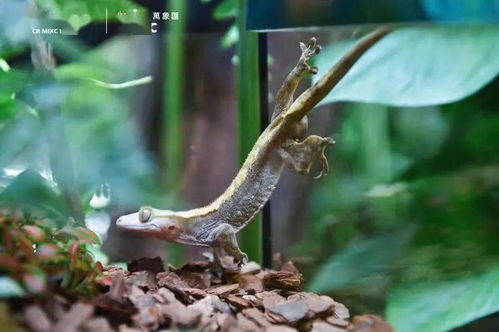 寧波市中心空降熱帶雨林 5000份水母、6000株植物與遠古生物共舞