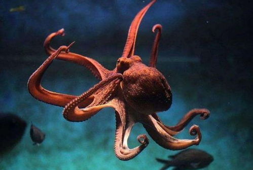 被囚禁在嬰兒軀殼中的34歲靈魂 為何永不衰老？