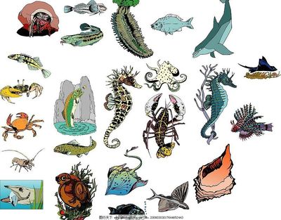 海洋生物的視覺(jué)奇跡 78張圖片中的生物多樣性探索